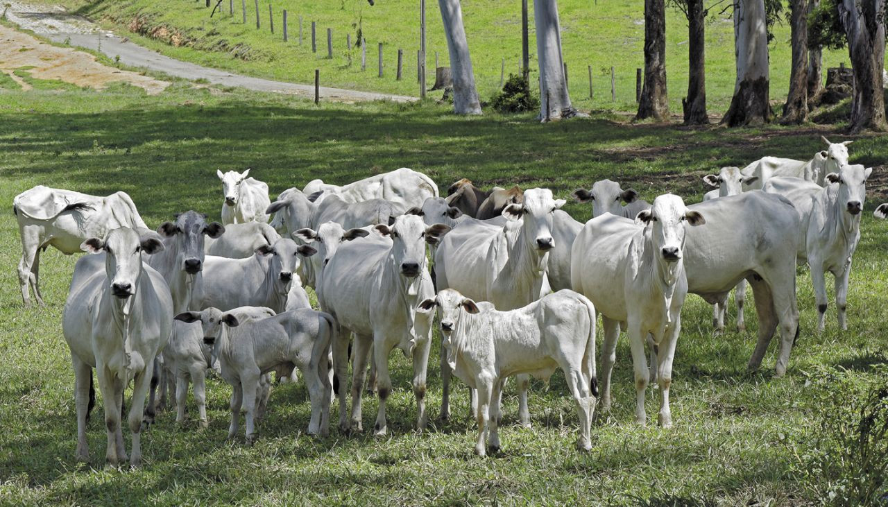 Verminoses em bovinos: inimiga silenciosa que causa grandes prejuízos ao produtor rural