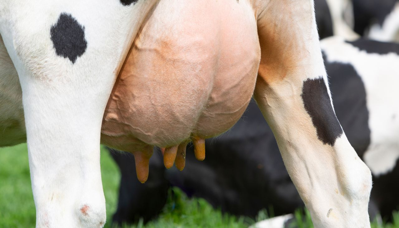 mastite-em-vacas-leiteiras-saiba-como-identificar-prevenir-e-tratar-a-doenca-capa