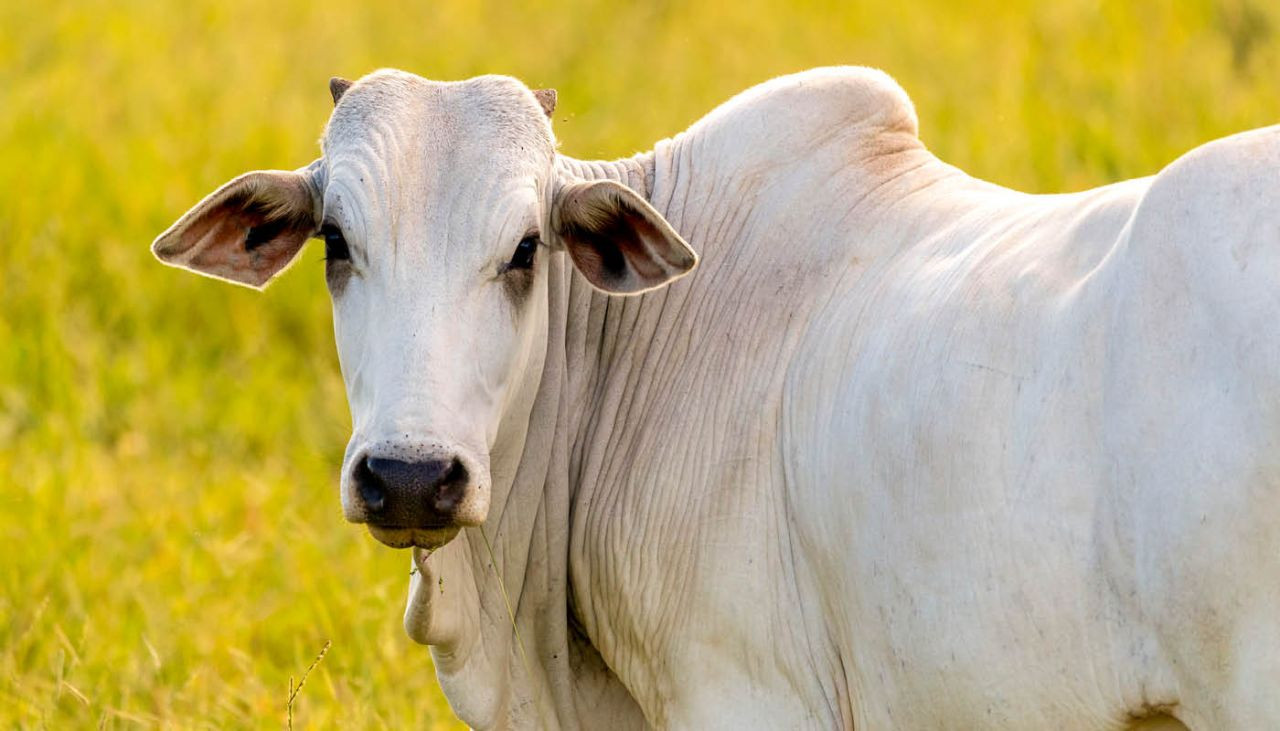 parasitas-internos-causam-grande-prejuizo-na-producao-de-bovinos-mas-novo-produto-trata-os-animais-de-forma-facil-e-rapidap-capa