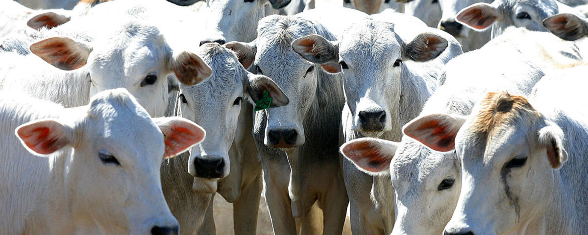 prevencao-de-bicheira-em-bezerros-mais-produtividade-para-sua-fazenda-1-1200x480