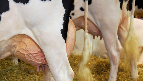 Calor e umidade do verão são prato cheio para mastite em vacas leiteiras. Saiba o que fazer!