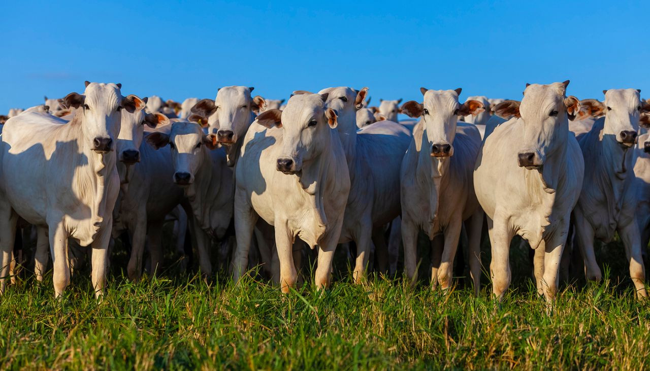 ao-lancar-antiparasitario-com-moxidectina-1-bimeda-se-consolida-como-laboratorio-com-uma-das-linhas-mais-completas-de-endectocidas-do-mercado-capa