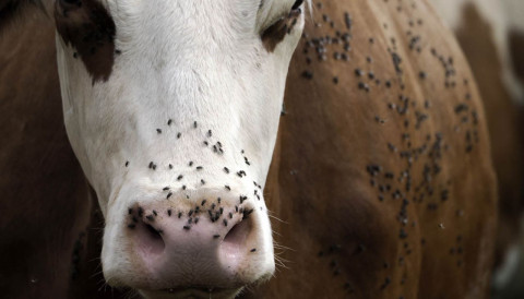 Moscas causam estresse, doenças e prejuízos na produção de bovinos, saiba como deixá-las longe da sua propriedade