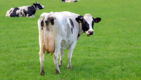 Período seco das vacas leiteiras: descanso essencial para uma lactação produtiva