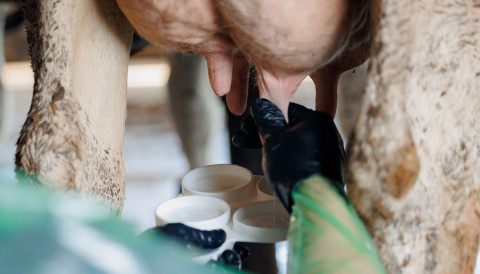 Mastite subclínica: desafio silencioso reduz a produção de leite e compromete o bem-estar das vacas