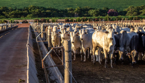 O inimigo invisível na entrada do confinamento: como os parasitas atrapalham o desempenho sem você perceber