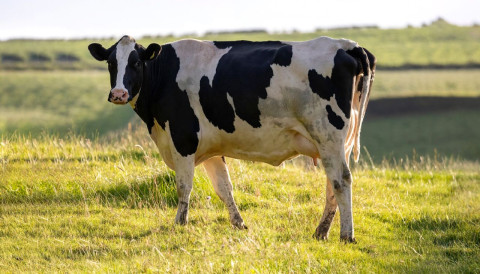 Infecções silenciosas que impactam o desempenho: como agir diante de pododermatite e metrite em vacas leiteiras