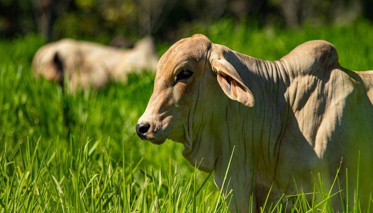 BLOG-2--Aminoacidos-essenciais-teminacao-e-engorda
