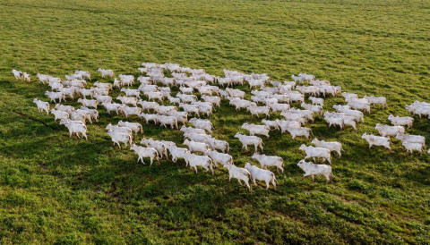 Conheça o  esquema 5-8-11 e mantenha os vermes bem longe do seu rebanho