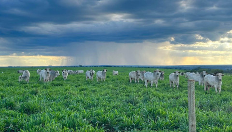 Início das águas: entenda como controlar a infestação de ectoparasita e proteger o rebanho