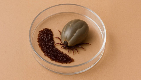 Como fazer um biocarrapaticidograma e escolher o tratamento mais eficaz para o seu rebanho