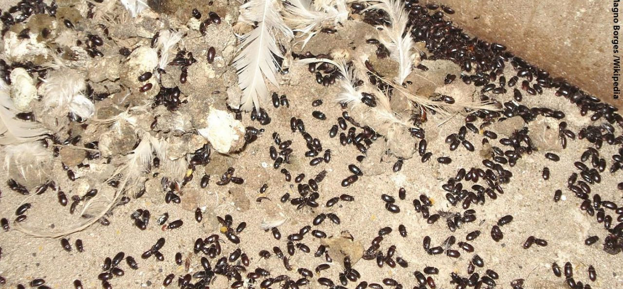 cascudinho-o-que-e-e-como-prevenir-a-praga-em-cama-de-aves-1400x650