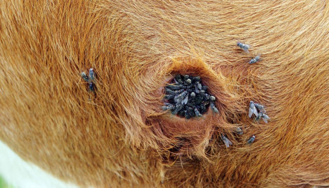 Miíase em bovinos: por que o verão aumenta os casos e como agir rápido para evitar perdas