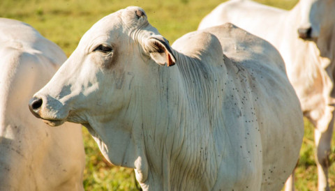 Mosca-do-chifre: o parasita pequeno que causa grandes prejuízos na pecuária