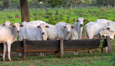 Miíase em bovinos não é um evento isolado: por que a prevenção e o manejo fazem toda a diferença