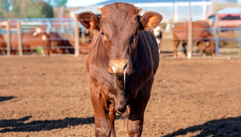 Doenças respiratórias em bovinos: o prejuízo silencioso que reduz o ganho de peso do rebanho