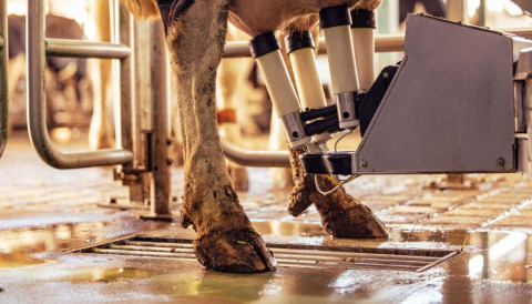 Problemas de casco em vacas leiteiras: impactos na produção e estratégias de prevenção