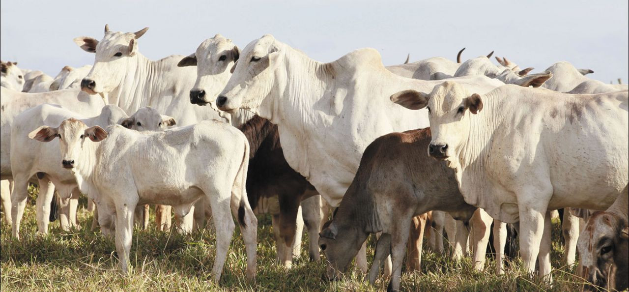 principais-doencas-do-rebanho-conheca-os-males-que-mais-afetam-os-animais-e-a-produtividade-da-fazenda-capa-1400x650