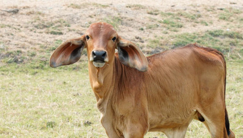 Desmama de bezerros: por que o controle parasitário define o ganho de peso