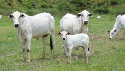 Desmama de bezerros: como a suplementação com aminoácidos pode acelerar o desempenho