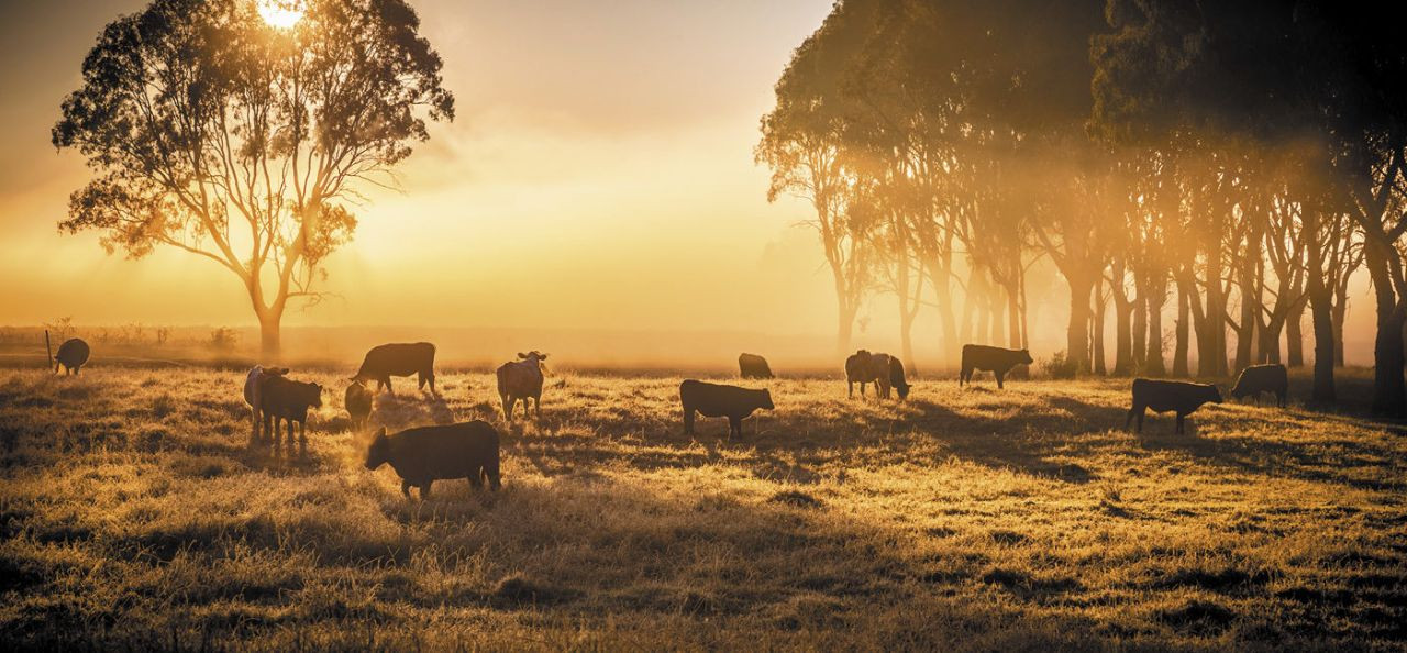 estacao-chuvosa-planejamento-para-mais-ganhos-na-pecuaria-capa-1400x650