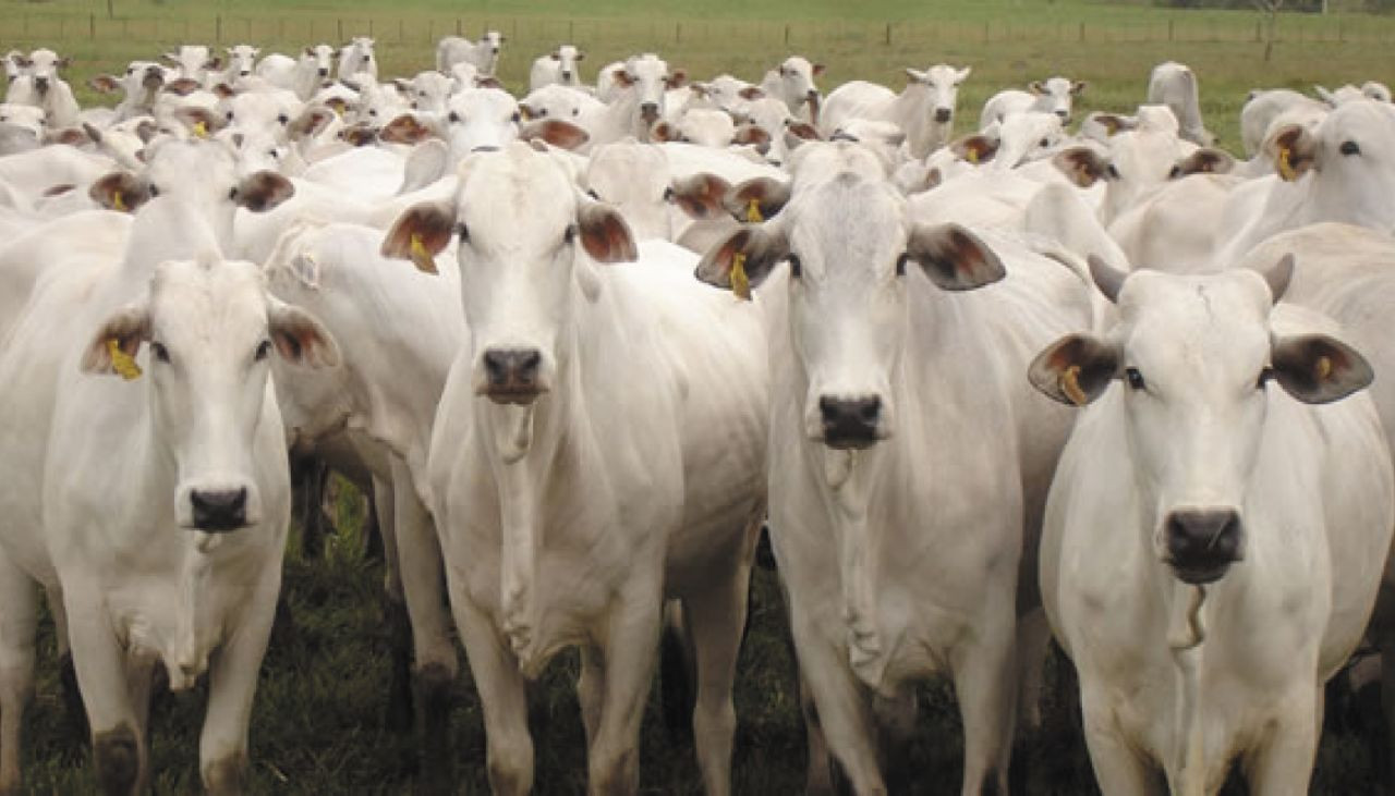 mercado-da-carne-diferenca-de-precos-entre-dianteiro-e-traseiro-tem-reducao-no-segundo-semestre-capa