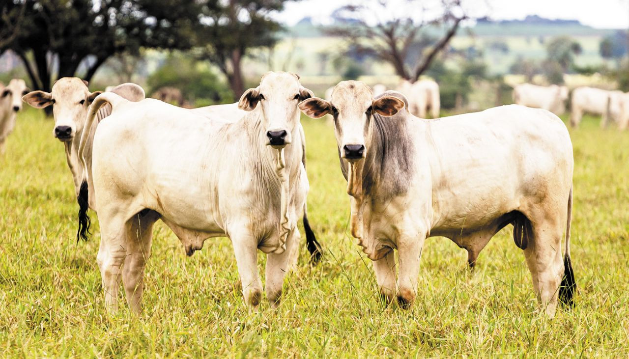 aprenda-a-controlar-os-carrapatos-em-bovinos-capa