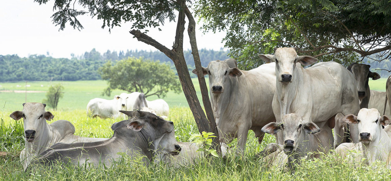 tristeza-parasitaria-bovina-o-que-e-e-como-tratar-1400x650