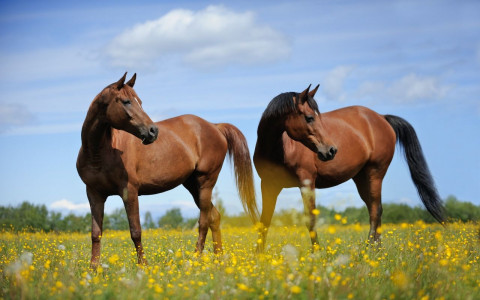 Vermifugação em cavalos: conheça a importância!