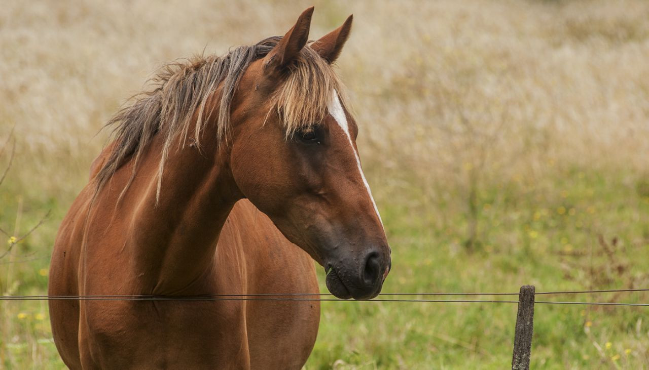 vermifugacao-em-cavalos-saude-no-rebanho-equino