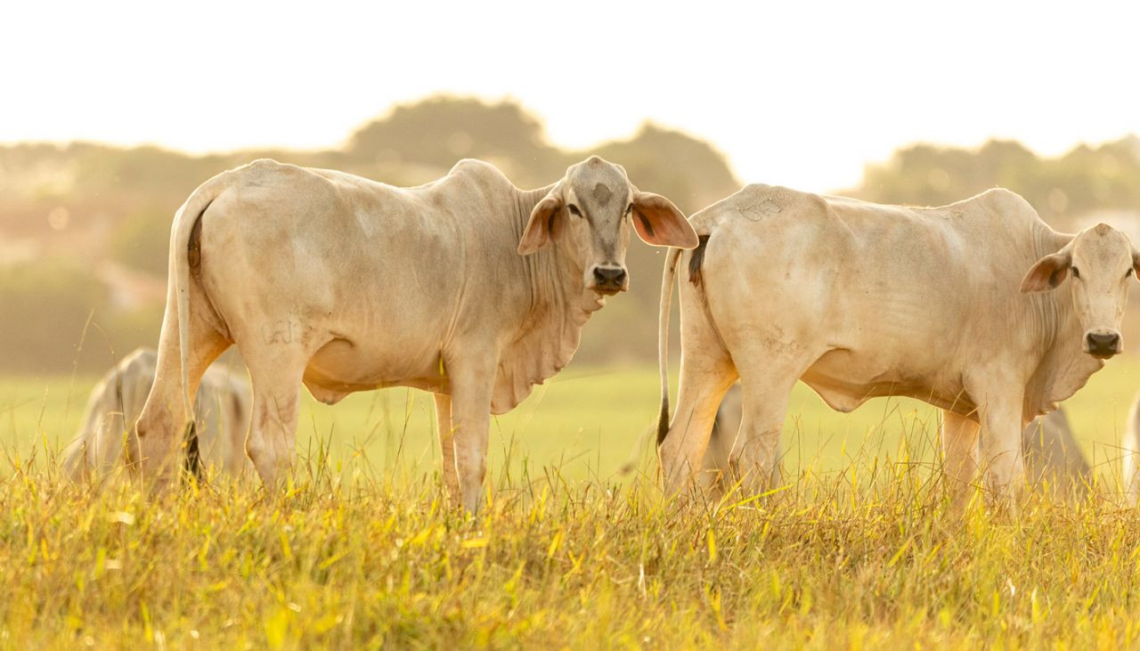 periodo-das-secas-e-tempo-de-suplementar-as-vitaminas-na-producao-de-bovinos-capa