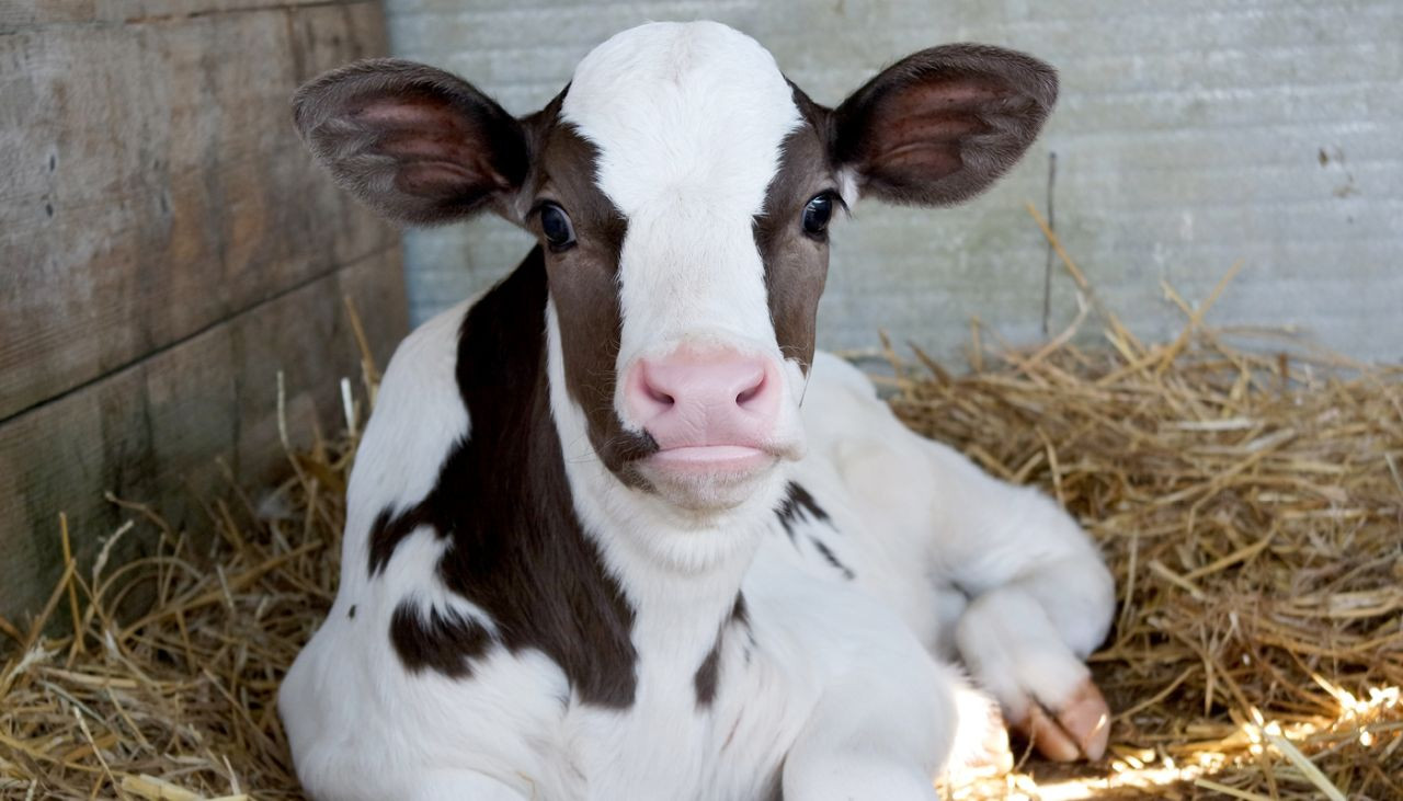 entenda-tudo-sobre-a-diarreia-neonatal-e-saiba-como-vencer-a-doenca-que-causa-grandes-perdas-na-pecuaria-de-corte-e-leite-capa