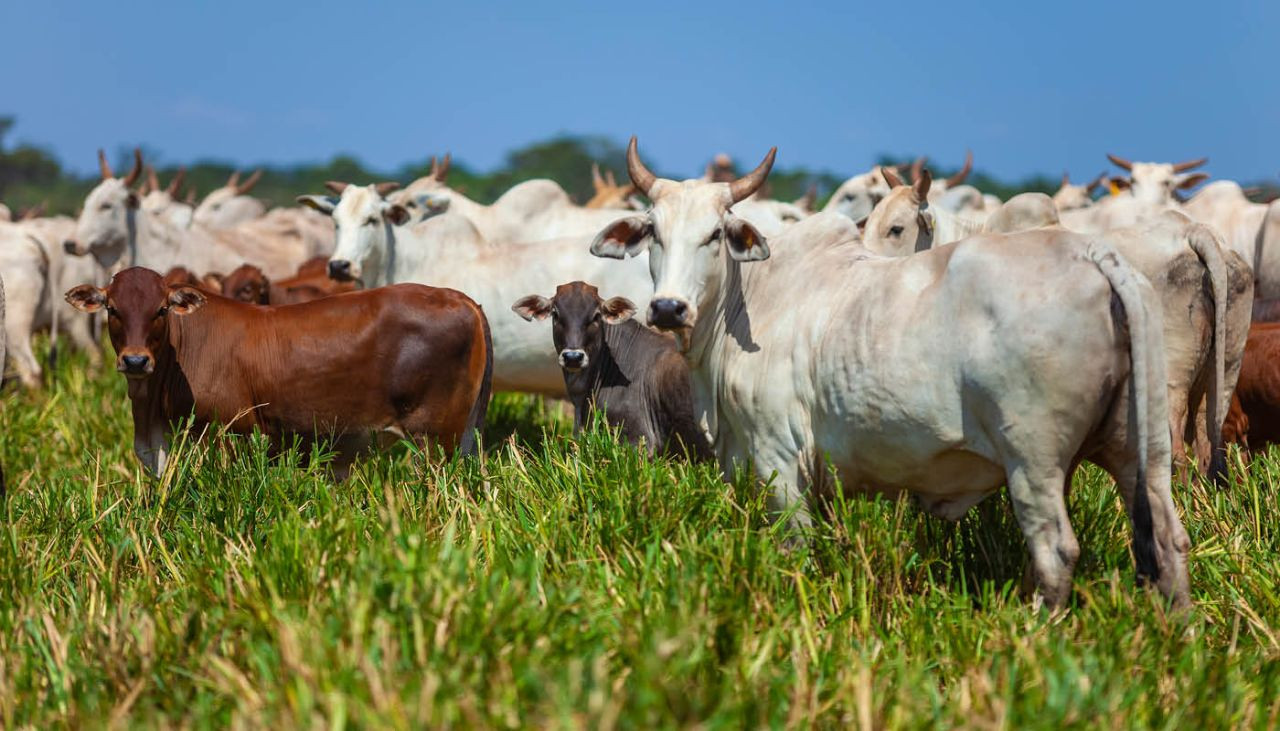 iatf-saiba-como-funciona-e-como-essa-tecnica-pode-transformar-sua-producao-de-carne-e-leite-capa