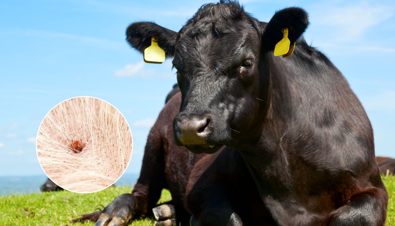 Opções para o manejo do carrapato