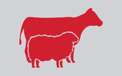 ruminants icon